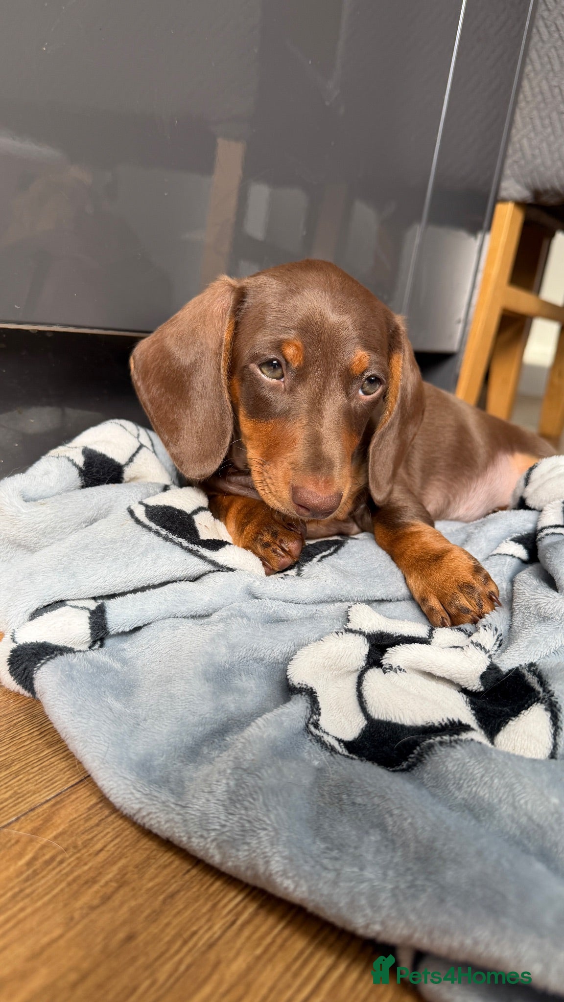 Miniature Dachshund dogs Price Reduced to Help Our Beautiful  Forever Home - Advert 1