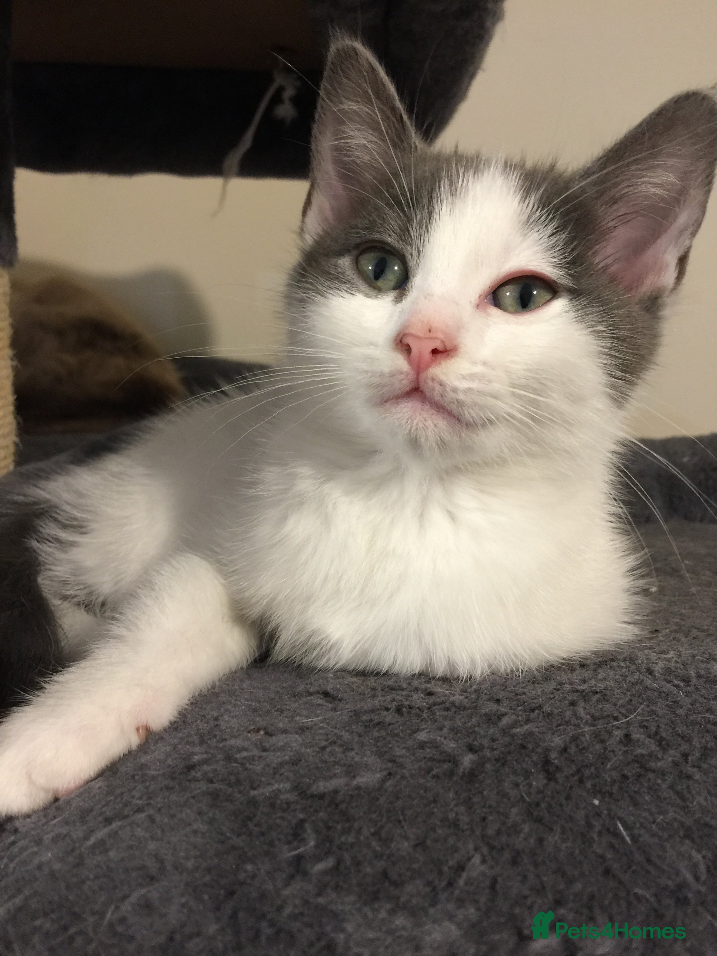 RagaMuffin cats 1 grey and white female kitten (ready to go!) - Advert 1