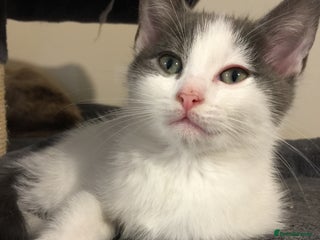 RagaMuffin cats 1 grey and white female kitten (ready to go!) - Advert 2