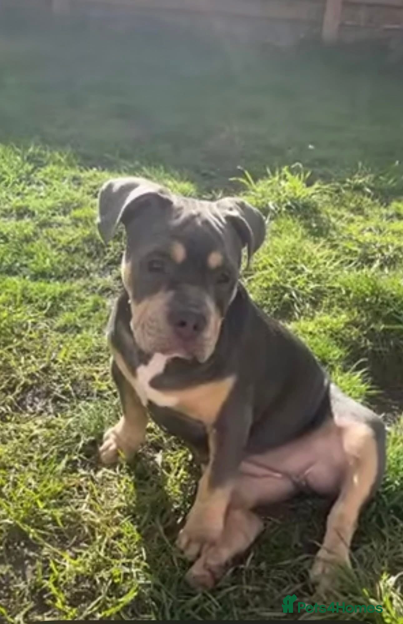 American Bully dogs Beautiful girl micro exotic bully  - Advert 1