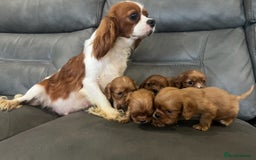 Cavalier King Charles Spaniel dogs for sale: 🐶 KC, RUBY RED cavalier King Charles !!!!  - Image 12