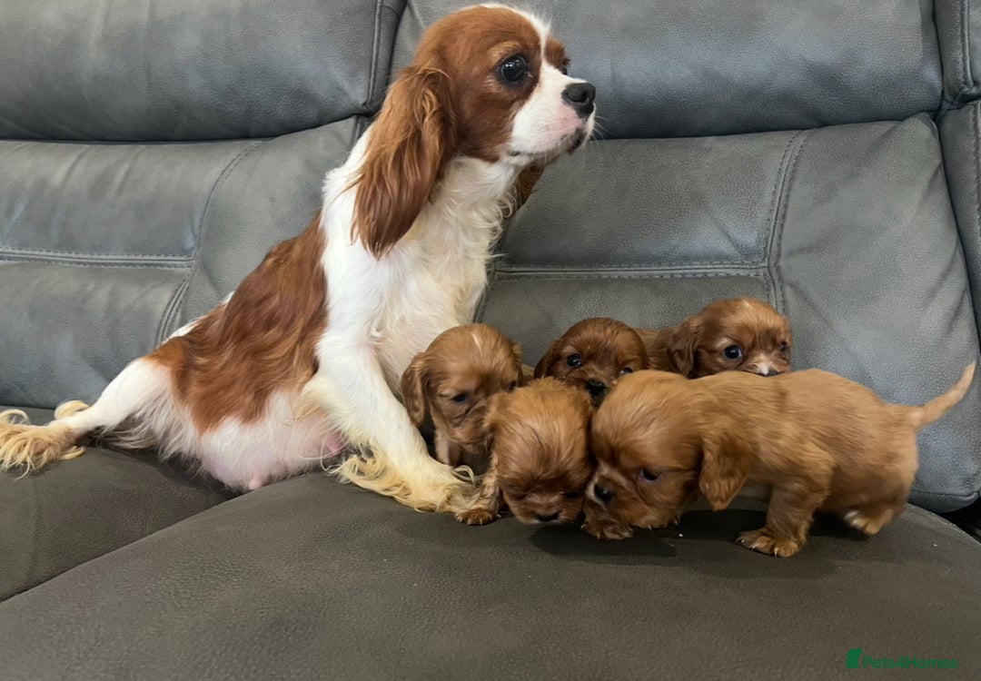 Cavalier King Charles Spaniel dogs for sale: 🐶 KC, RUBY RED cavalier King Charles !!!!  - Image 12