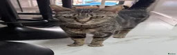 Mixed Breed cats for sale: 4 playful kittens mix of girls and boys - Advert 10