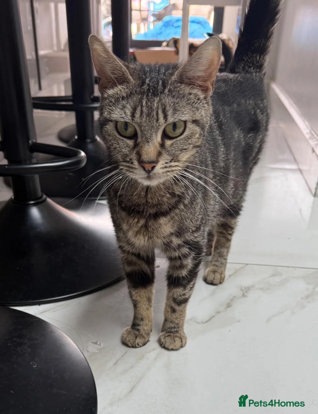 Mixed Breed cats for sale: 4 playful kittens mix of girls and boys - Advert 10