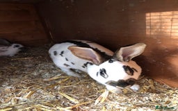 English Spot rabbits for sale: Baby English spot rabbits  in Wickford - Image 4