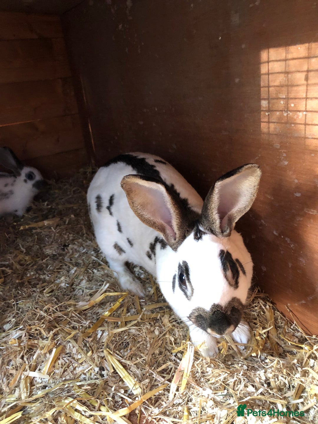 English Spot rabbits for sale: Baby English spot rabbits  in Wickford - Image 4