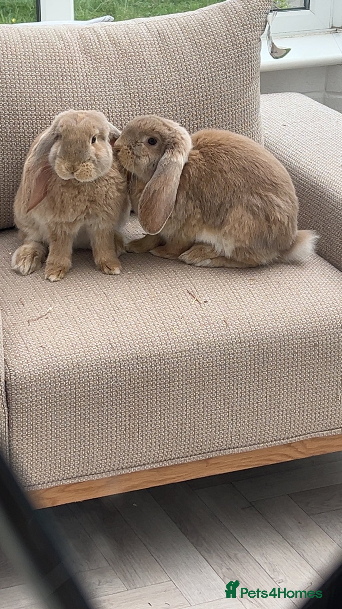 French Lop rabbits Male and Female French Lops  - Advert 3