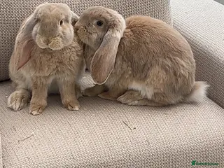 French Lop rabbits Male and Female French Lops - Advert 3