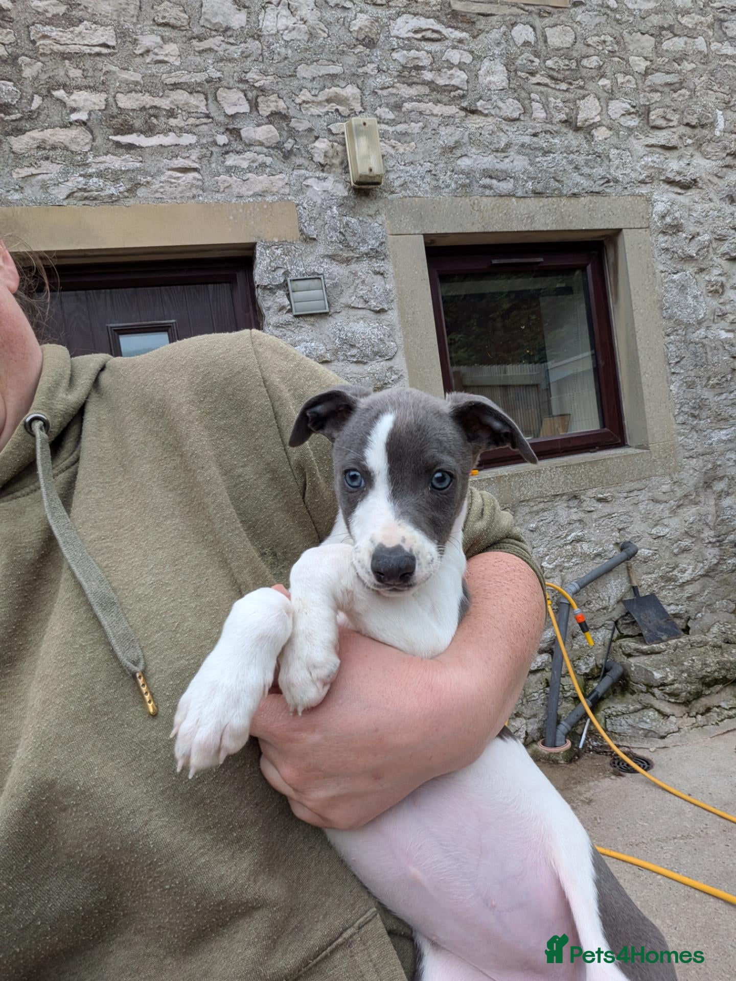 Whippet dogs KC REGISTERED WHIPPET PUPPY – READY NOW - Advert 6