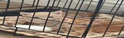 Mixed Breed cats for sale: 2 beautiful kittens  - Advert 3