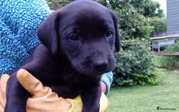 Labrador Retriever dogs for sale: Loving active homes wanted in Axminster - Image 20