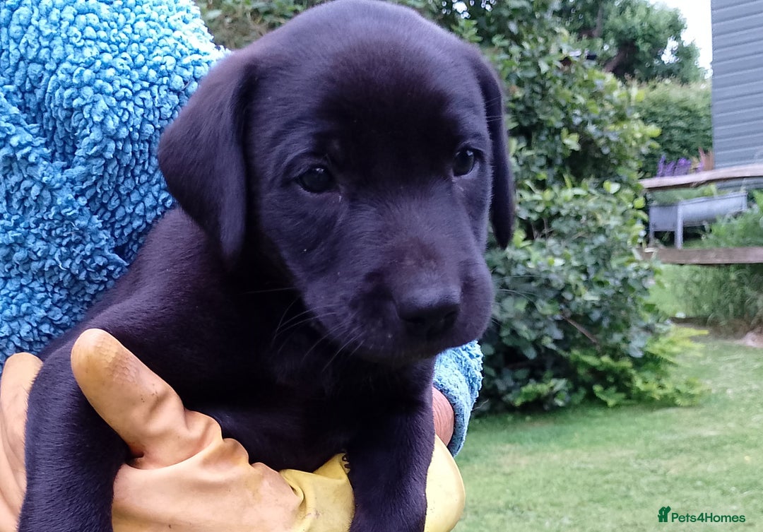 Labrador Retriever dogs for sale: Loving active homes wanted in Axminster - Image 20