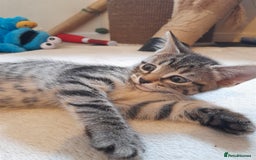 Mixed Breed cats for sale: Kittens available  - Image 7