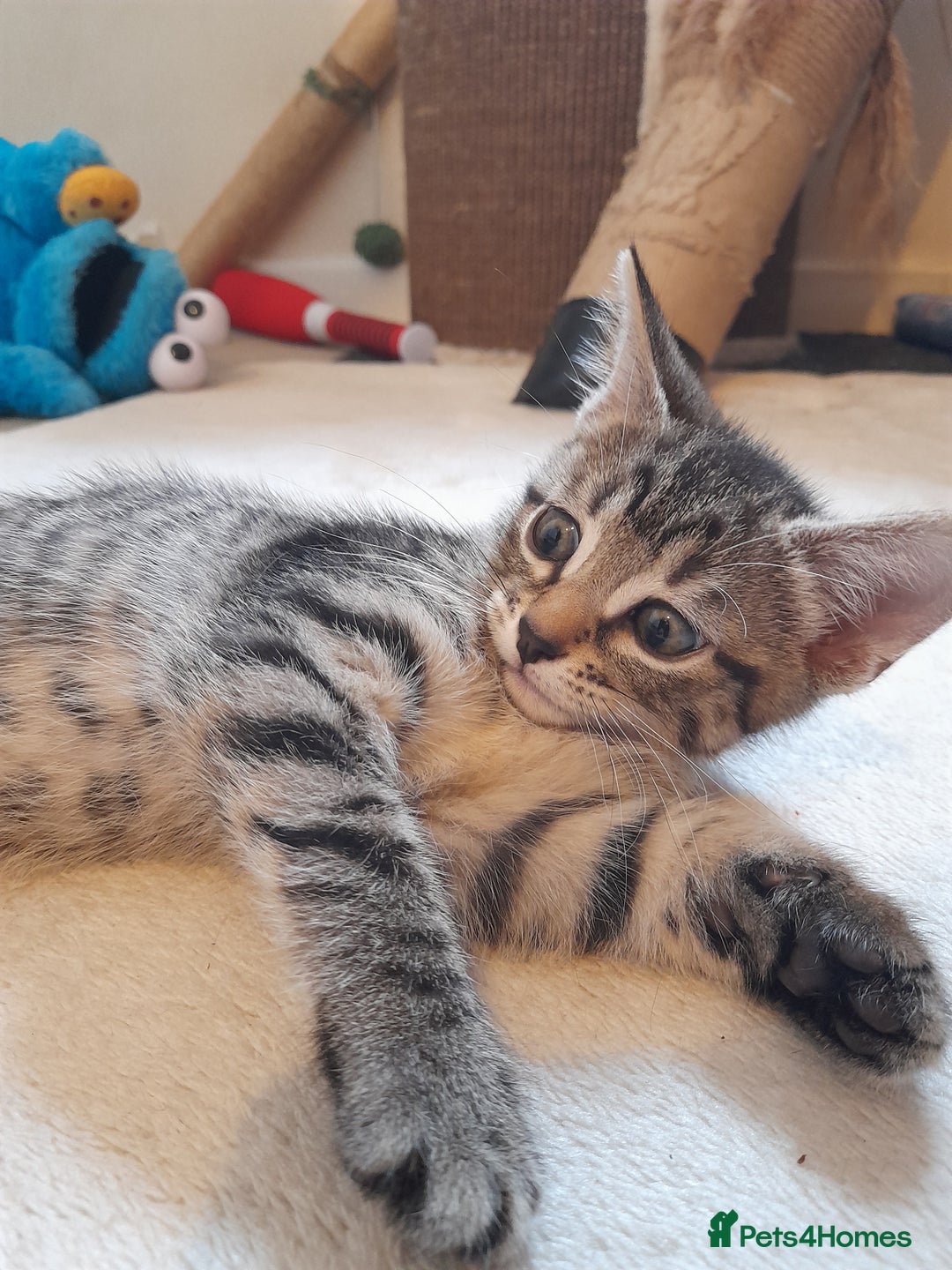 Mixed Breed cats for sale: Kittens available  - Image 7