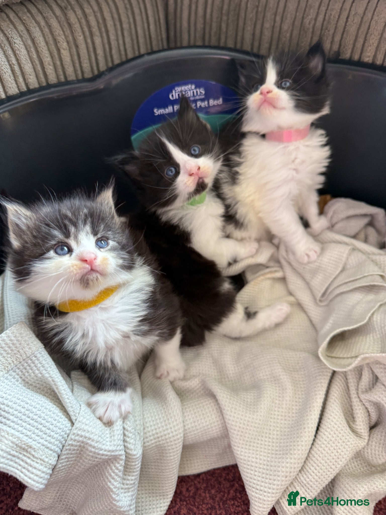Maine Coon cats 4 MaineCoon Kittens Left | Ready to Reserve 🖤 - Advert 17