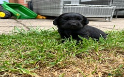Cockerdor dogs for sale: Beautiful Cockerdor Puppies  - Image 1