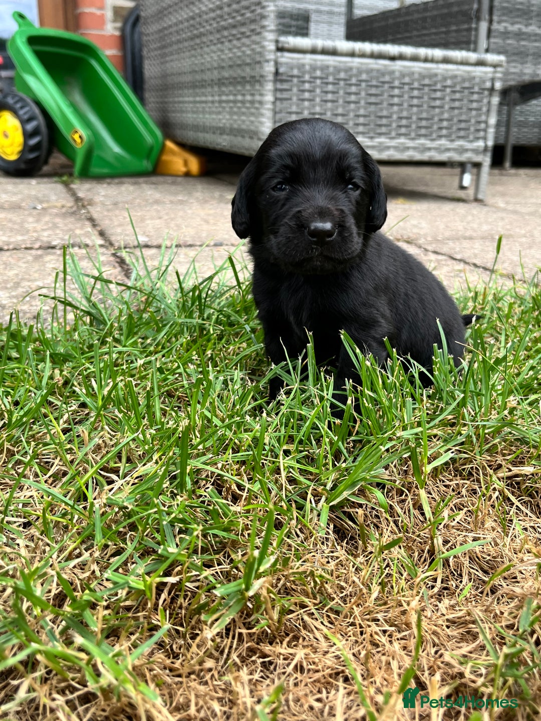 Cockerdor dogs for sale: Beautiful Cockerdor Puppies  - Image 1