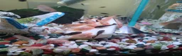 Plecos fish for sale: Bristlenose plecos available in Nottingham - Advert 2