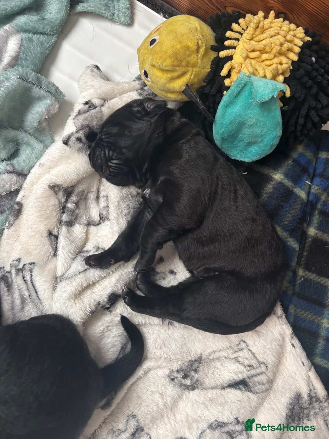 Cane Corso dogs for sale: 🐾Cane Corso Pups ready for Their Forever Homes!🐾 - Image 5