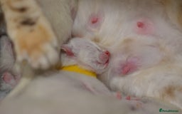 Siamese cats for sale: 🧬F1 BENAMESE KITTENS🧬 1 MALE LEFT - Image 19