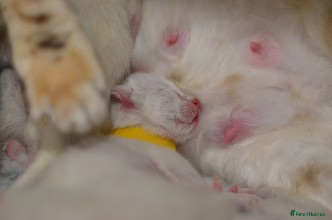 Siamese cats for sale: 🧬F1 BENAMESE KITTENS🧬 1 MALE LEFT - Image 19