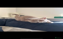 British Shorthair cats for sale: British shorthair female - Image 2