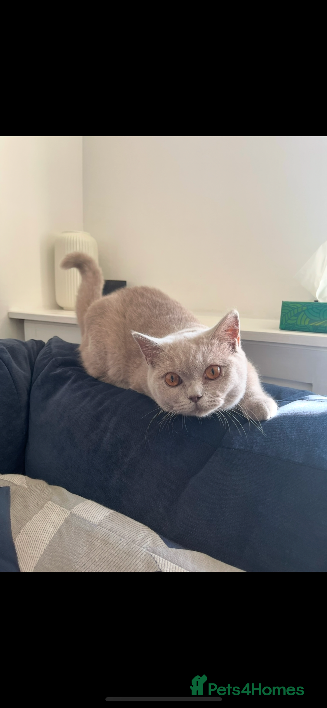 British Shorthair cats for sale: British shorthair female - Image 2