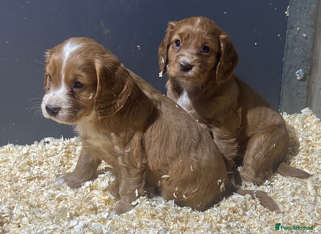 Cocker Spaniel dogs for sale: Outstanding litter of cocker spaniel puppies  - Advert 8