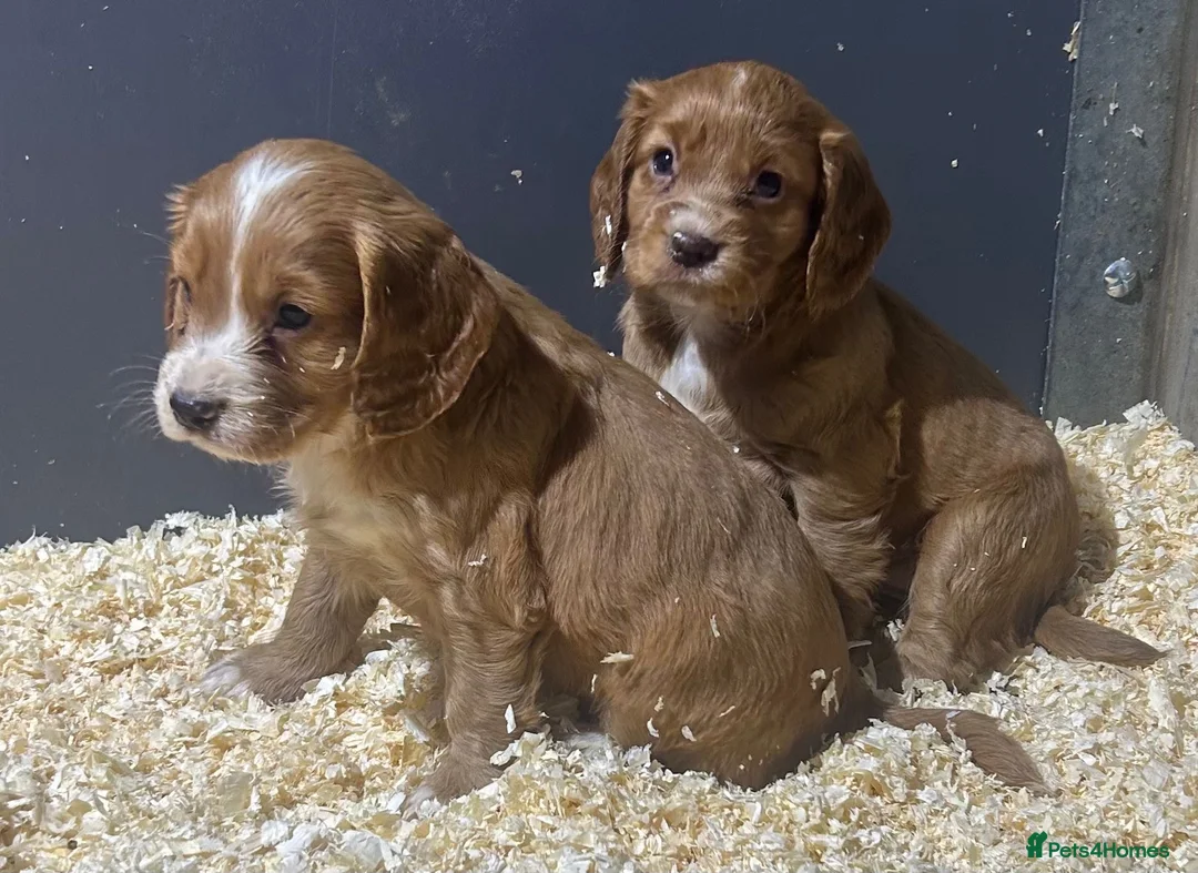 Cocker Spaniel dogs for sale: Outstanding litter of cocker spaniel puppies  - Advert 8