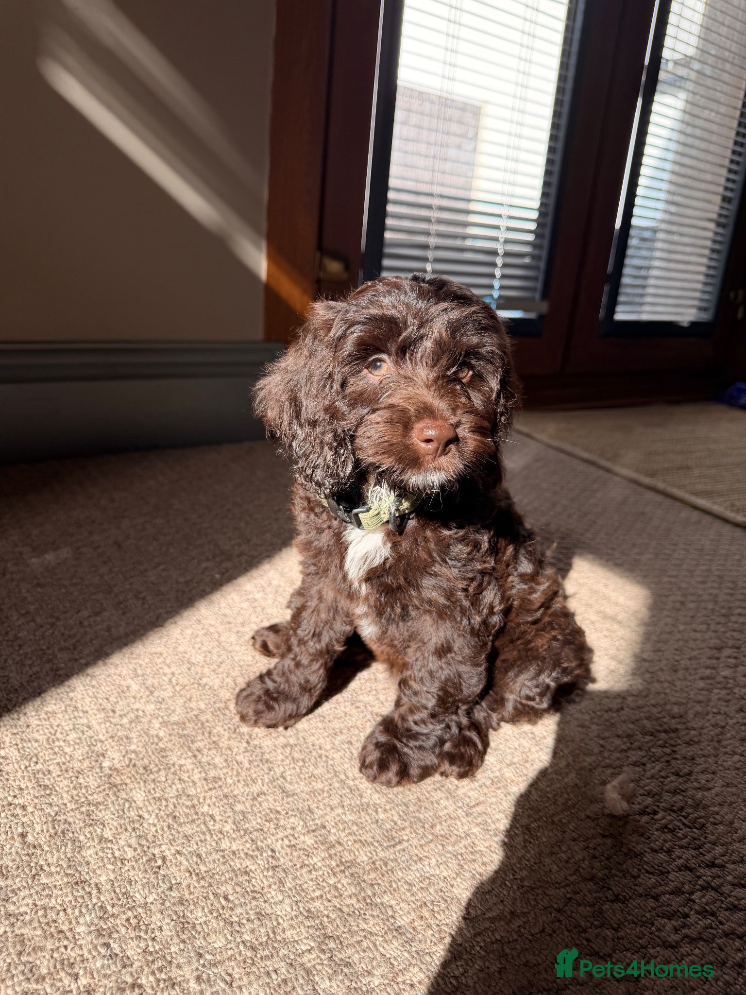 Mixed Breed dogs  🐾 READY TO GO Sproodle Puppies 🐾 - Advert 1