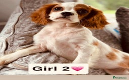 Cavalier King Charles Spaniel dogs for sale: Stunning DNA CLEAR GIRLS  - Image 4