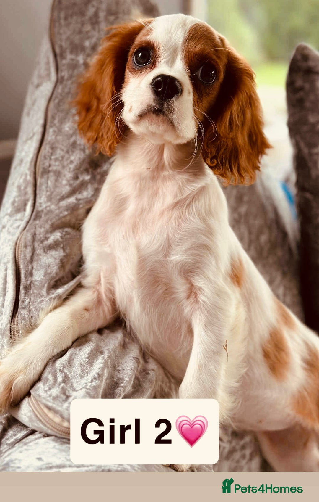 Cavalier King Charles Spaniel dogs for sale: Stunning DNA CLEAR GIRLS  - Image 4