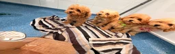 Maltipoo dogs for sale: Exquisite f1 toy Maltipoo teddy bears  - Advert 13