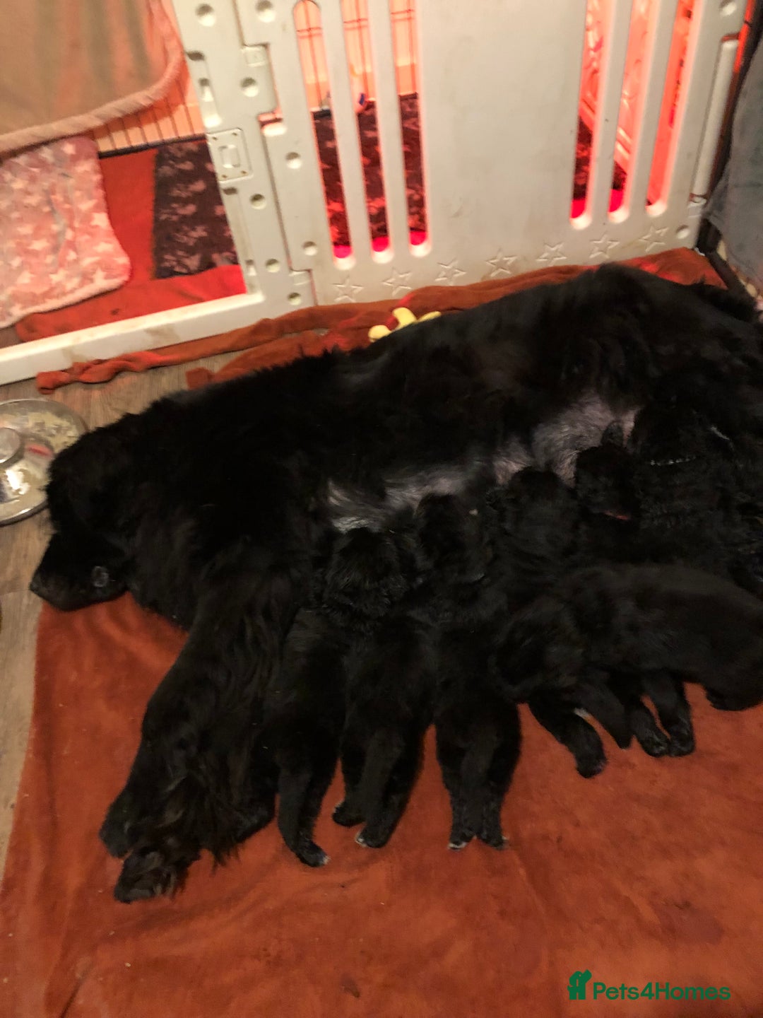 Newfoundland dogs for sale: Balticbears - Advert 2