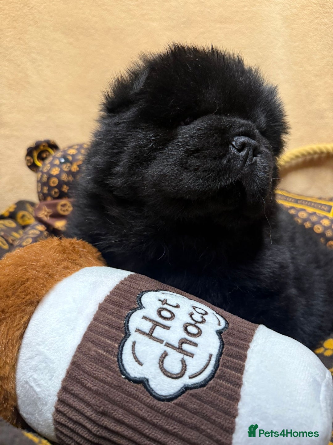 Chow Chow dogs for sale: 🏆 ** Just one Teddy Bear remaining  ** 🏆 - Advert 5