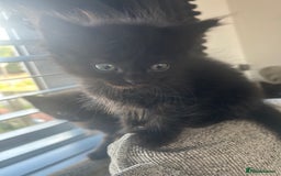Ragdoll cats for sale: Ragdoll kittens  - Image 9