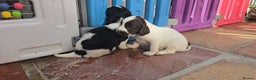 English Springer Spaniel dogs for sale: KC clear DNA vax vetted Springer Pups - Advert 5