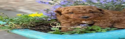 Poodle dogs for sale: Miniature homebred  red poodle pups male  - Advert 4