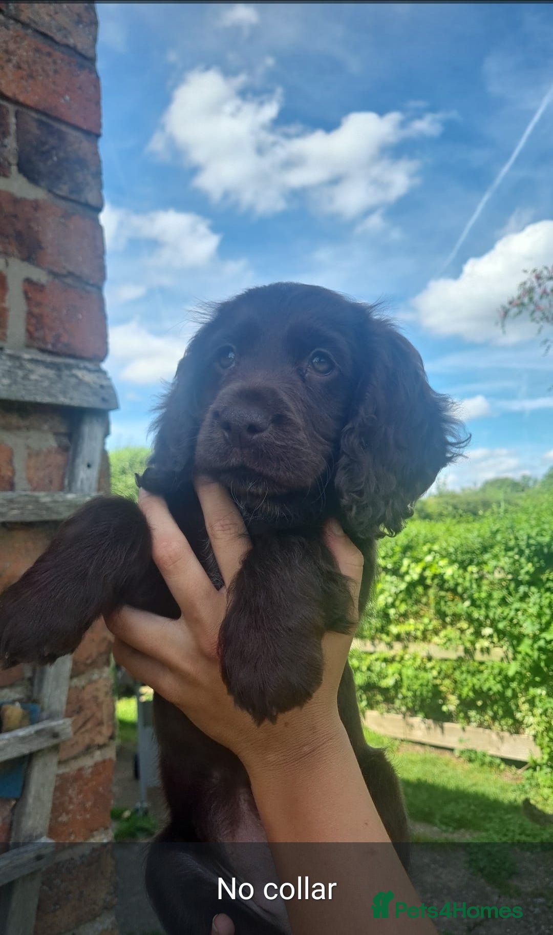 Cocker Spaniel dogs kC Working Cocker Spaniel Puppies!!! 1 Girl left! - Advert 12