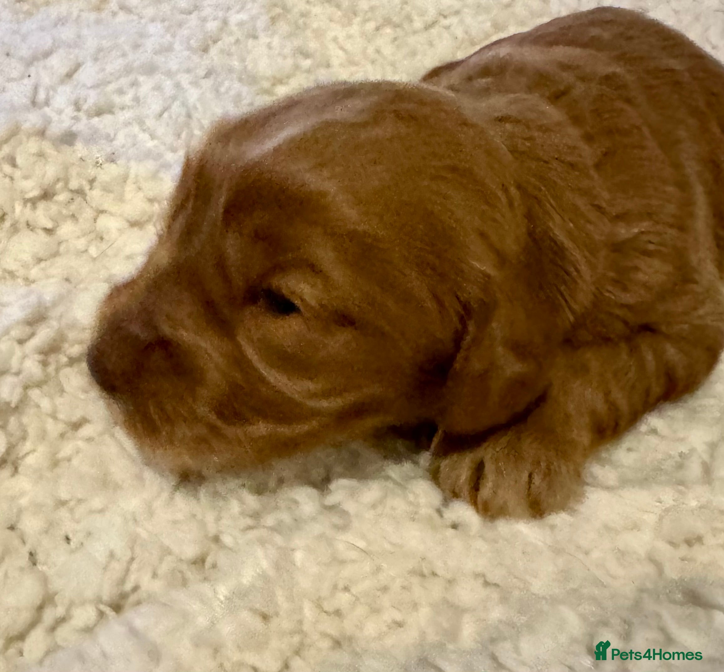 Cockapoo dogs F1 show type cockapoo puppies  - Advert 4