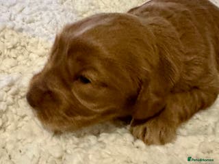 Cockapoo dogs F1 show type cockapoo puppies - Advert 1