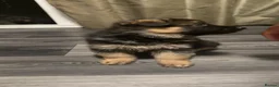 German Shepherd dogs for sale: Long hair Czech/Polish German Sherpard - Advert 22