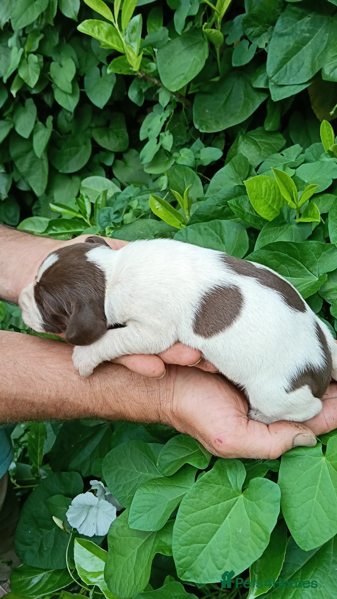 Mixed Breed dogs for sale: New Norfolk Spaniels- Ready Now - Image 25