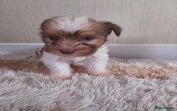 Mixed Breed dogs for sale: Shitzu x jack Russell  - Image 12