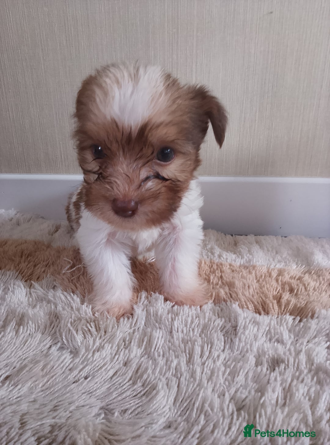Mixed Breed dogs for sale: Shitzu x jack Russell  - Image 12
