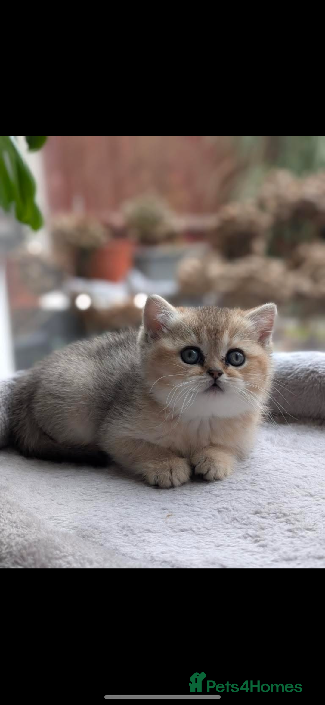 Scottish Fold cats for sale: Scottish fold / chinchilla  - Advert 6