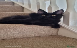 Maine Coon cats for sale: Pure Maine coon - Image 8