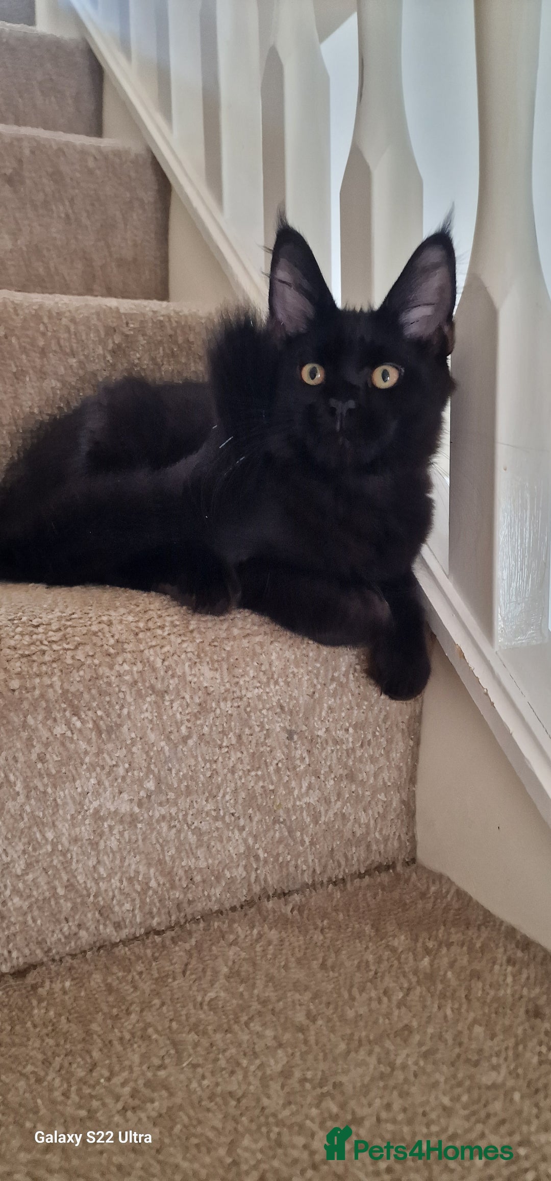 Maine Coon cats for sale: Pure Maine coon - Image 8