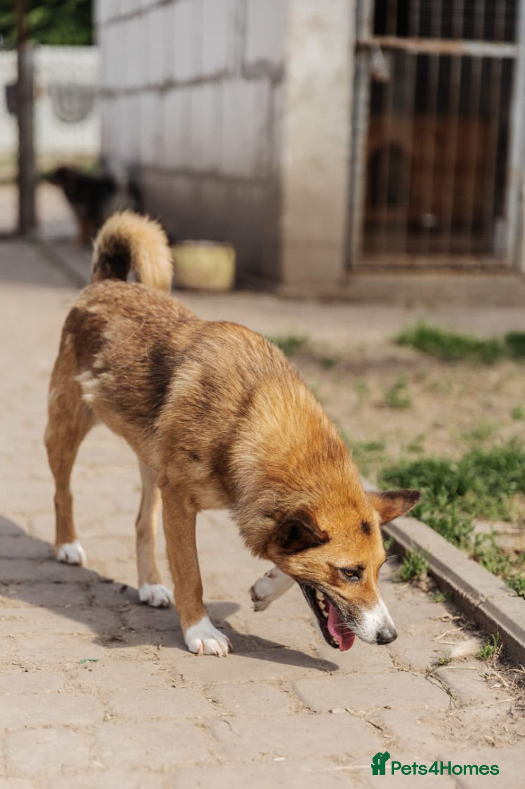 Mixed Breed dogs for adoption: 💖🐶 CLEO 🐶💖 - Image 13