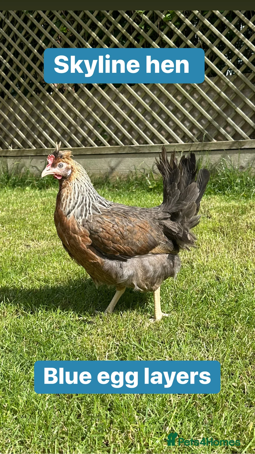 Chickens poultry for sale: Coloured hybrid hens at point of lay - Advert 2